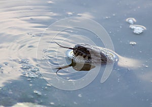 Northern Water Snake