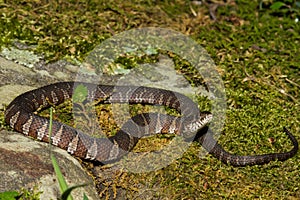 Northern Water Snake