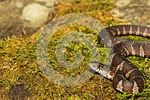 Northern Water Snake