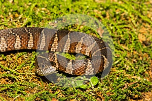 Northern Water Snake