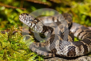 Northern Water Snake Juvenile