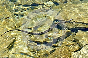 Northern water snake (Nerodia sipedon)