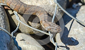 Northern water snake Nerodia sipedon.