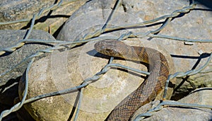 Northern water snake Nerodia sipedon.