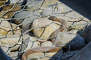 Northern water snake Nerodia sipedon.