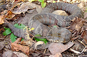 Northern Water Snake, Nerodia sipedon