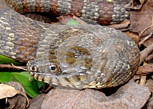 Northern Water Snake, Nerodia sipedon