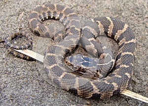 Northern Water Snake, Nerodia sipedon
