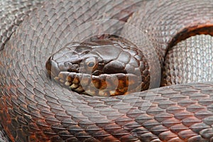 Northern Water Snake (nerodia sipedon)