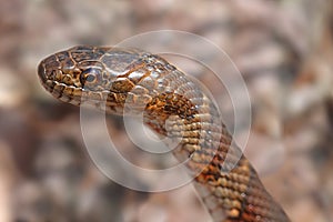 Northern Water Snake (nerodia sipedon)