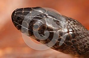 Northern Water Snake (nerodia sipedon)