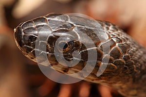 Northern Water Snake (nerodia sipedon)