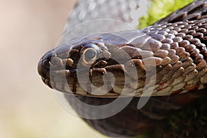 Northern Water Snake (nerodia sipedon)