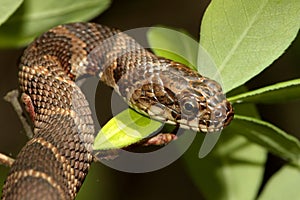 Northern Water Snake (nerodia sipedon)