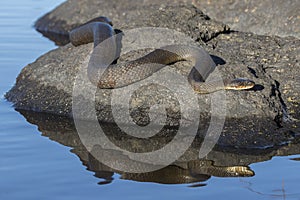 Northern Water Snake Nerodia sipedon sipedon basking on a rock