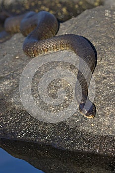 Northern Water Snake Nerodia sipedon sipedon basking on a rock