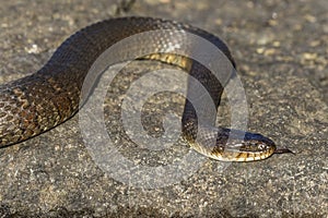 Northern Water Snake Nerodia sipedon sipedon flicking its tong