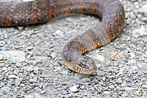 Northern Water Snake nerodia sipedon