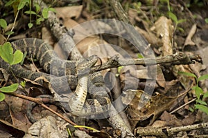 Northern Water Snake - Showing tongue