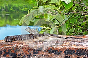 Northern Water Snake Wisconsin