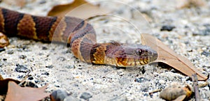 Northern Watersnake