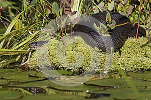 Northern Watersnake Basking in Sun