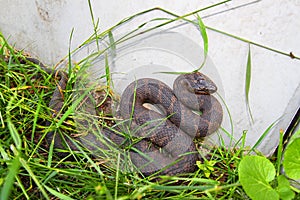 Northern Watersnake in Illinois