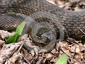 Northern Watersnake (Nerodia sipedon)