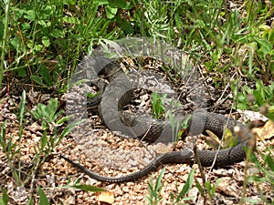 Northern Watersnake (Nerodia sipedon)