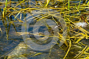 Northern Watersnake - Nerodia sipedon