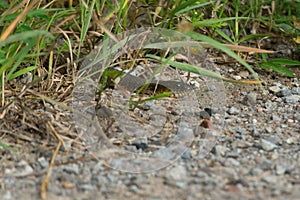 Northern Watersnake - Nerodia sipedon