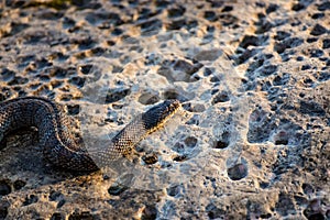 A Northern Watersnake on a rock