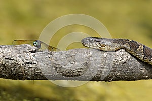 Northern Watersnake sharing a log with a Blue Dasher Dragonfly - Pinery Provincial Park, Ontario, Canada