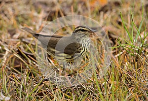 Northern Waterthrush