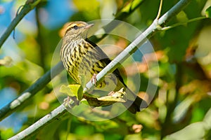 Northern Waterthrush - Parkesia noveboracensis