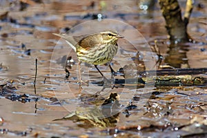 Northern Waterthrush - Parkesia noveboracensis