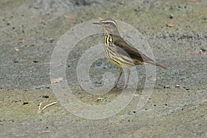 Northern Waterthrush - Parkesia noveboracensis