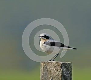 Northern Wheatear