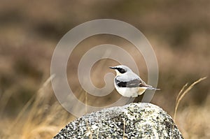 Northern Wheatear