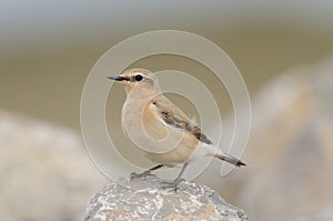 Northern wheatear