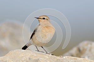 Northern wheatear