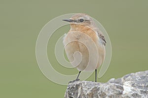Northern wheatear