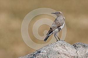 Northern Wheatear