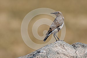 Northern Wheatear