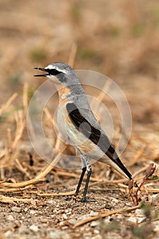 Northern Wheatear calling