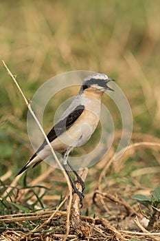 Northern Wheatear calling