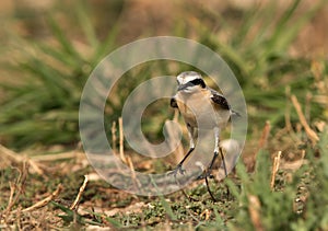 Northern Wheatear jumping