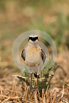 Northern Wheatear lokking to the camera