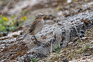 Northern Wheatear
