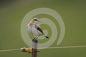 Northern Wheatear, Oenanthe oenanthe